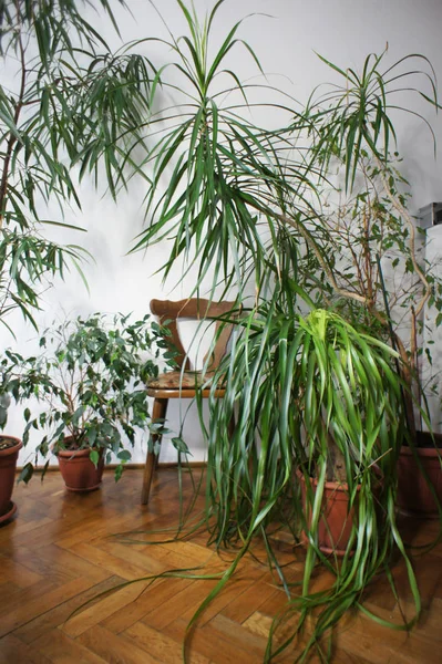 Beau Mélange Plantes Intérieur Dans Chambre — Photo