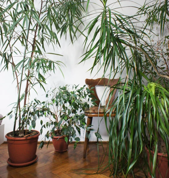 Beau Mélange Plantes Intérieur Dans Chambre — Photo