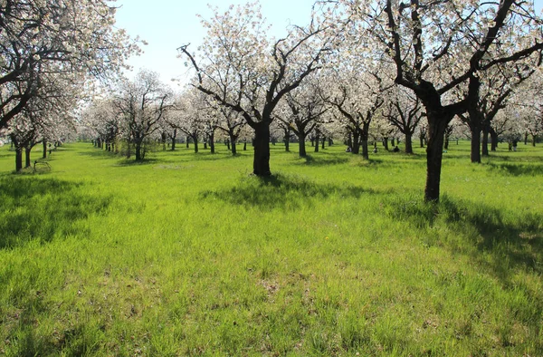 Ogrody z kwitnącymi drzewami — Zdjęcie stockowe