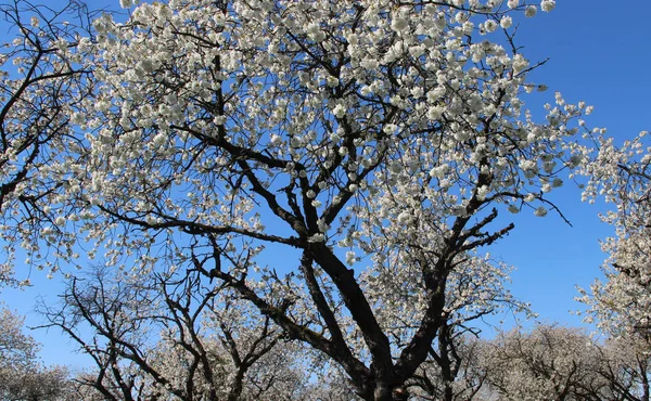 Ogrody z kwitnącymi drzewami — Zdjęcie stockowe