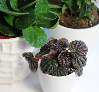 Beyaz masadaki tencerede güzel bitkilerin karışımı hobiler. 