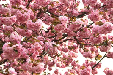 Çiçekli güzel sakura ve güzel büyük çiçekler.  