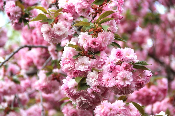 Piękna Sakura Rozkwicie Pięknymi Dużymi Kwiatami — Zdjęcie stockowe