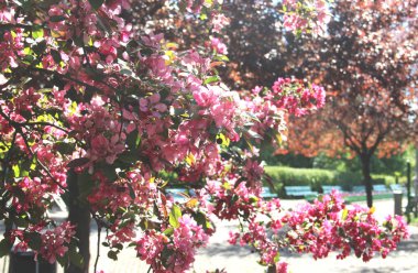 Çiçekli güzel sakura ve güzel büyük çiçekler.  