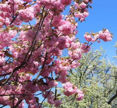 Çiçekli güzel sakura ve güzel büyük çiçekler.  