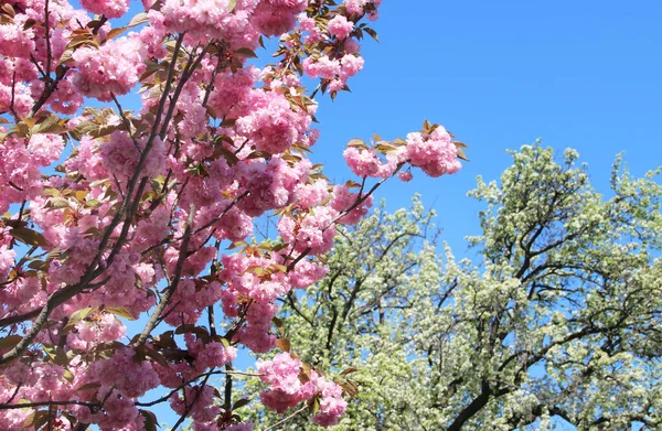 Piękna Sakura Rozkwicie Pięknymi Dużymi Kwiatami — Zdjęcie stockowe