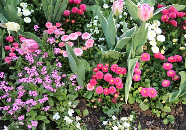 Gramado Com Monte Belas Flores Primavera Parque — Fotografia de Stock