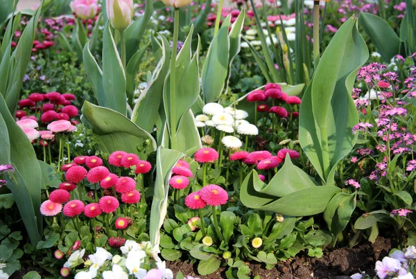 Trawnik Mnóstwem Pięknych Wiosennych Kwiatów Parku — Zdjęcie stockowe