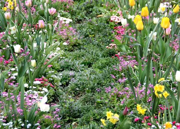 Césped Con Montón Hermosas Flores Primavera Parque — Foto de Stock