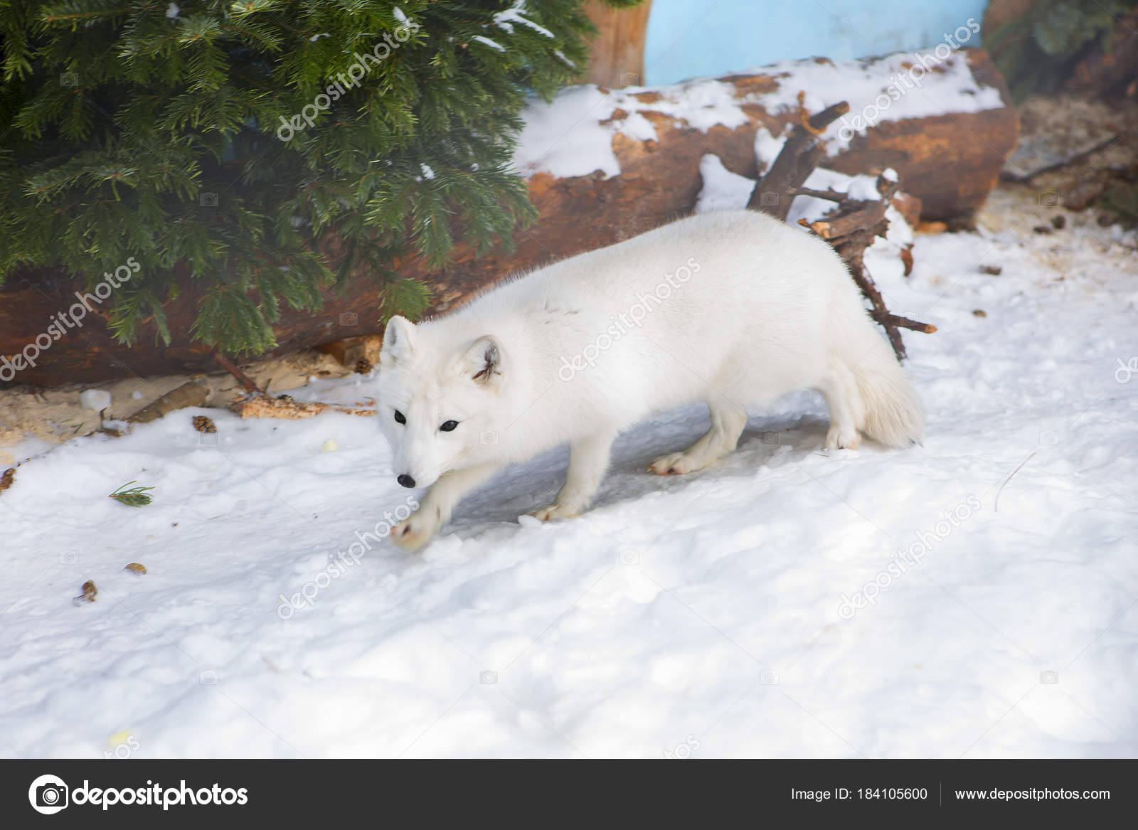 Renard Arctique Est Petit Animal Prédateur Qui Ressemble