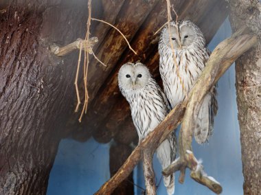 Büyük gri baykuş. Büyük bir kuş. Wingspan bir buçuk metre kadar. Büyük gri baykuş korunan türler ile ilgilidir. Avrasya ve Kuzey Amerika 'nın Taiga bölgesinde büyük gri baykuş yaşıyor.