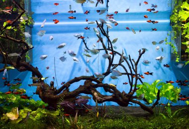 Aquarium Fabulous ve güzelliği ile çekici akvaryum dünya her zaman parlak renkleri, beklenmeyen şekiller ve sualtı sakinleri büyüleyici, zarif hareketler ile insanları çekti.
