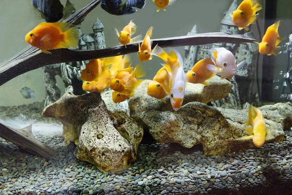 Aquarium Fabulous Alluring Its Beauty World Aquarium Has Always Attracted — Stock Photo, Image