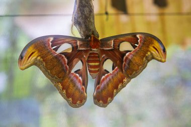 Atlas moth. Dev kelebek kanat açıklığı fazla 25 cm, kanatları alan bu dünyadaki en büyük kelebek olarak kabul edilir. Çin'e Atlas moth Hindistan, Endonezya ve Malezya yaşam alanları. 