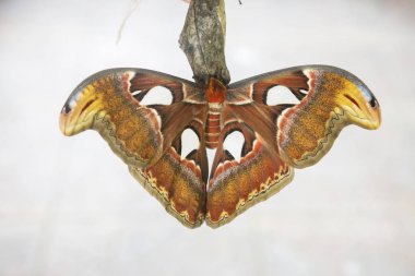 Atlas moth. Dev kelebek kanat açıklığı fazla 25 cm, kanatları alan bu dünyadaki en büyük kelebek olarak kabul edilir. Çin'e Atlas moth Hindistan, Endonezya ve Malezya yaşam alanları. 