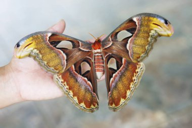 Atlas moth. Dev kelebek kanat açıklığı fazla 25 cm, kanatları alan bu dünyadaki en büyük kelebek olarak kabul edilir. Çin'e Atlas moth Hindistan, Endonezya ve Malezya yaşam alanları. 