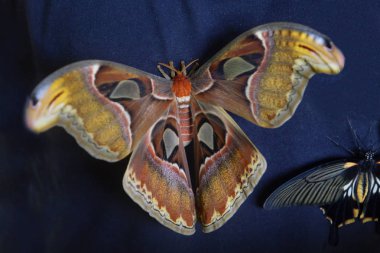Atlas moth. Dev kelebek kanat açıklığı fazla 25 cm, kanatları alan bu dünyadaki en büyük kelebek olarak kabul edilir. Çin'e Atlas moth Hindistan, Endonezya ve Malezya yaşam alanları. 