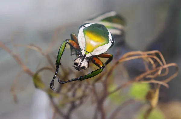 그것은 골리앗 아프리카 딱정벌레 유명한 딱정벌레 골리앗의 상대는 — 스톡 사진