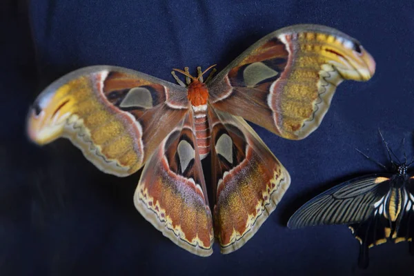 Polilla Del Atlas Mariposa Gigante Envergadura Las Alas Más Área — Foto de Stock