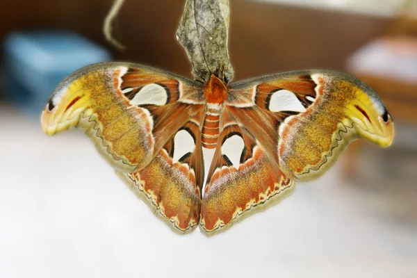 阿特拉斯蛾 巨大的蝴蝶 翼展超过25厘米 机翼的面积被认为是世界上最大的蝴蝶 从印度 马来西亚到中国的阿特拉斯蛾栖息地 — 图库照片