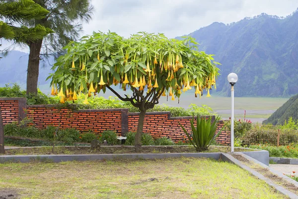 Pohon Terompet Angel Tergantung Pada Spesies Dapat Tumbuh Sebagai Semak — Stok Foto