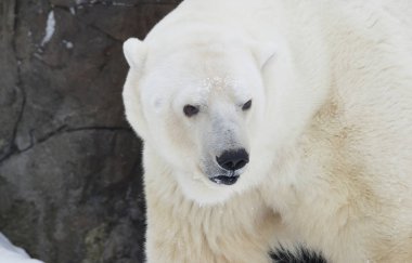 Kutup ayısı. Kutup ayısı Arctic, tipik bir sakini olduğunu. Kutup ayısı tüm yırtıcı Grubu'nun en büyük temsilcisidir.