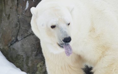 Kutup ayısı. Kutup ayısı Arctic, tipik bir sakini olduğunu. Kutup ayısı tüm yırtıcı Grubu'nun en büyük temsilcisidir.