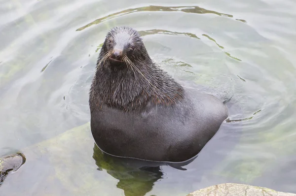 Baikal seal.  It is one of the three freshwater seal species in the world, inhabiting lake Baikal.