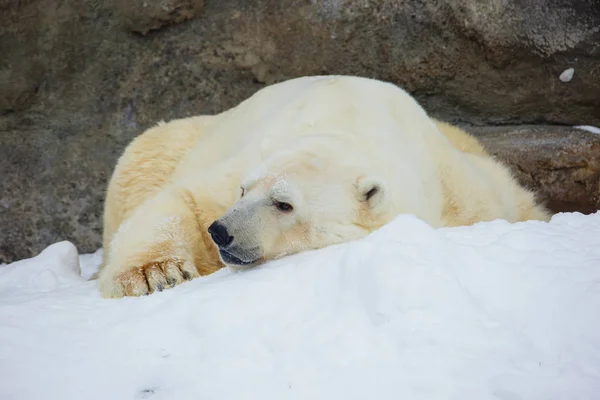 北极熊 北极熊是北极的典型居民 北极熊是所有捕食群体中最大的代表 — 图库照片