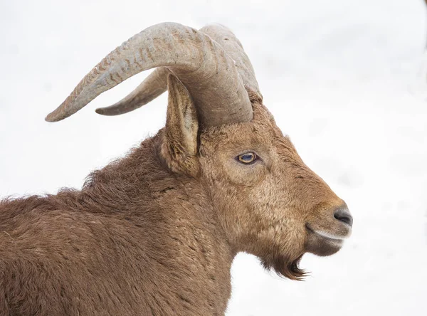 Pecora Montagna Pecora Montagna Mammifero Zoccolo Garofano Che Vive Aree — Foto Stock