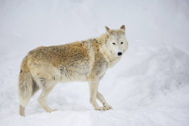 Tundra kurdu. Tundra kurt alanı tundra ve orman tundra bölgelerinde Avrupa kısmı ve Sibirya Arktik sahile kadar kaplar.