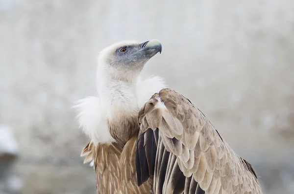 Abutre Griffon Grande Pássaro Família Dos Falcões Necrófago Comum Paisagens — Fotografia de Stock