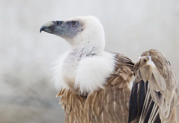 Griffon vulture. It is a large bird of the hawk family, a scavenger. Common in arid mountainous and plain landscapes of southern Europe, Asia and North Africa. The vulture is 93-122 cm long with a wingspan of 2.3 to 2.8 m.