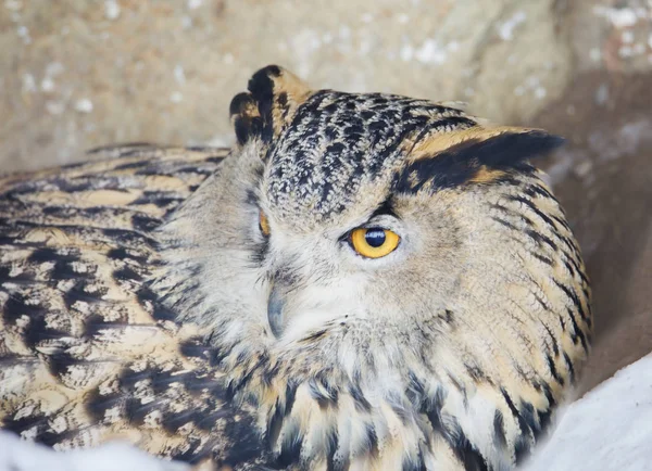 Búho Pájaro Pesar Tamaño Vuela Suficientemente Rápido Vuelo Capaz Ponerse — Foto de Stock