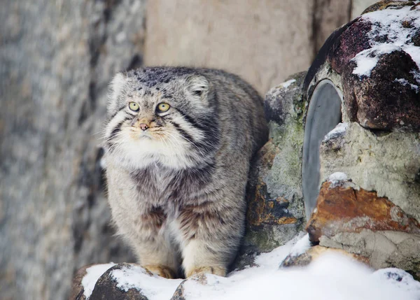 Manul Pallas Kedisi Orta Asya Yaşayan Vahşi Bir Kedi Manul — Stok fotoğraf