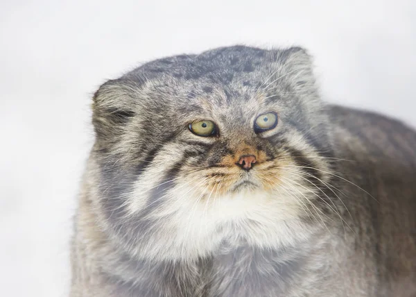 Manul Pallas Kedisi Orta Asya Yaşayan Vahşi Bir Kedi Manul — Stok fotoğraf