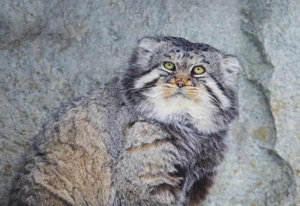 Manul Pallas Kedisi Orta Asya Yaşayan Vahşi Bir Kedi Manul — Stok fotoğraf