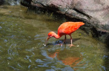Kızıl aynak. Kızıl aynak vardır küçük boyutları: Uzunluk 70 cm, ağırlık yaklaşık 500-600 gram. Bu kuş benzersizliğini parlak kırmızı tüy kapak renkli.