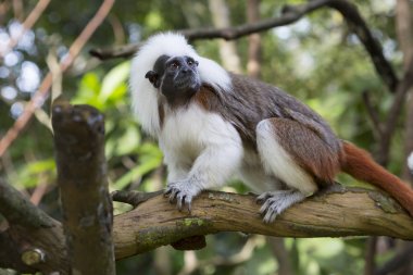 Tepeli Tamarin veya maymun tutam veya Oedipus marmoset. Edipov pembe maymun Güney Amerika'da yaşayan tamarins eşsiz bir türüdür. Oedipus Tamarin bir gün, ağaç yaşam tarzı yol açar.