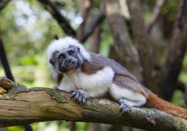 Tepeli Tamarin veya maymun tutam veya Oedipus marmoset. Edipov pembe maymun Güney Amerika'da yaşayan tamarins eşsiz bir türüdür. Oedipus Tamarin bir gün, ağaç yaşam tarzı yol açar.