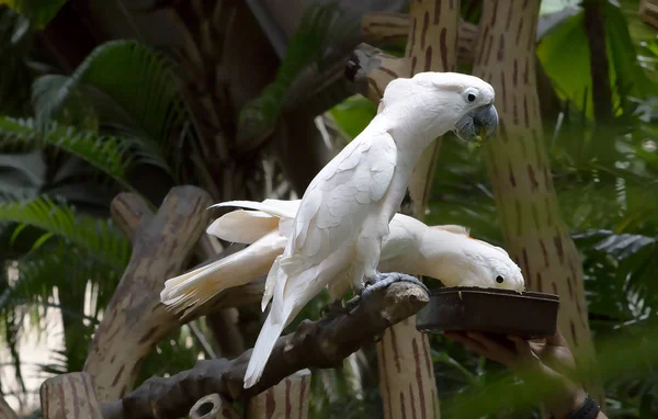 Kakadu Biała Kakadu Biała Jest Egzotyczne Ptak Który Pochodzi Australii — Zdjęcie stockowe