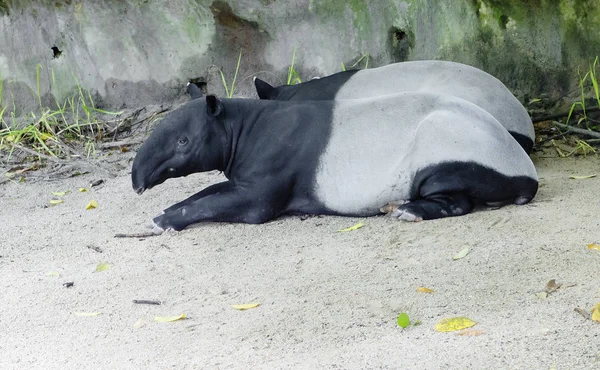 Tapir Tapiro Malese Tapir Erbivoro Animale Animale Piuttosto Bello Che — Foto Stock