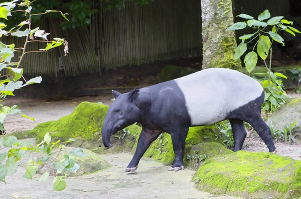 Tapir Tapir Malayo Tapir Herbívoro Animal Animal Muy Guapo Que —  Fotos de Stock