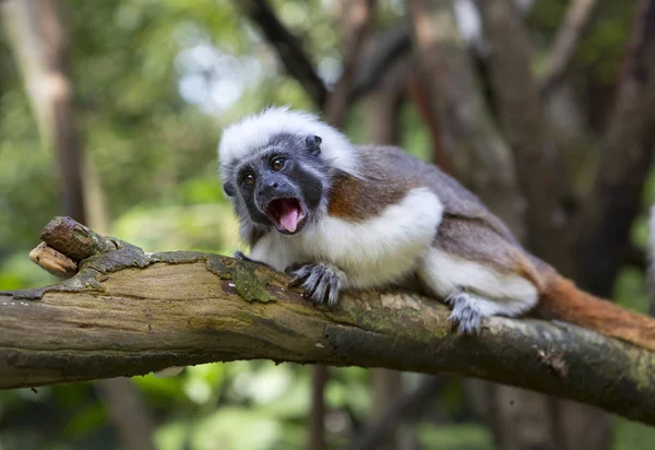 Pellizco Tamarin Mono Con Cresta Marmoset Edipo Edipov Tamarin Una — Foto de Stock