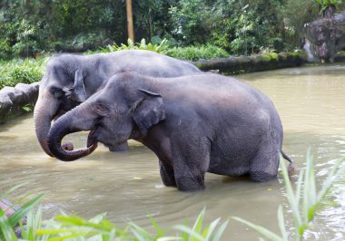 Hintli fil. Hintli fil daha küçük Afrika daha. Hintli fil, bu çok çevik ve son derece güçlü bir hayvandır. Tropikal yaprak döken ormanlar canlı hayvan.
