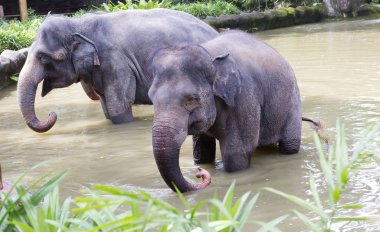Hintli fil. Hintli fil daha küçük Afrika daha. Hintli fil, bu çok çevik ve son derece güçlü bir hayvandır. Tropikal yaprak döken ormanlar canlı hayvan.