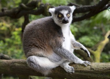 Lemur. Lemur kata birkaç isim: kata, ring-tailed bir lemur, ring-tailed lemur ve yerel Madagascan adı olan Maki. Bu Lemurlar uyku sırasında kabul etmek için çok ilginç konumu: başını pençeleri ve kuyruk atmak üzerinde omuz arasına gizle