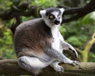 Lemur. Lemur kata birkaç isim: kata, ring-tailed bir lemur, ring-tailed lemur ve yerel Madagascan adı olan Maki. Bu Lemurlar uyku sırasında kabul etmek için çok ilginç konumu: başını pençeleri ve kuyruk atmak üzerinde omuz arasına gizle