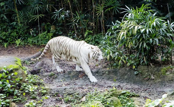 Bengal (white) tiger. Bengal (white) tiger is a rare species. Bengal tiger is one of the biggest predators.
