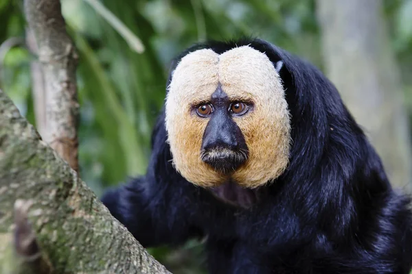 Saki Cara Blanca Este Tipo Primates Del Orden Monos Nariz — Foto de Stock